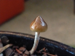 Psilocybe angulospora