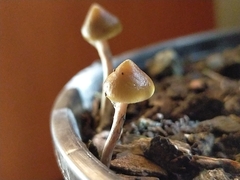 Psilocybe angulospora