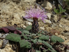 Crocodilium creticum