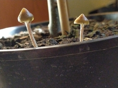 Psilocybe angulospora