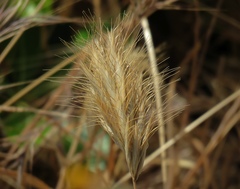 Bromus alopecuros