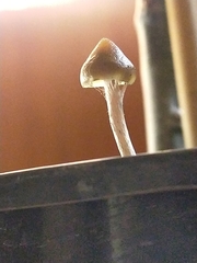 Psilocybe angulospora