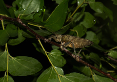 Cymatomerella spilophora