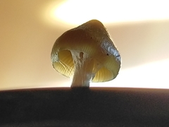 Psilocybe angulospora
