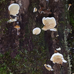 Pseudomerulius