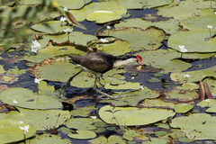 Irediparra gallinacea