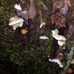 Pseudomerulius