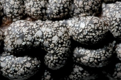 Polyschismium chailletii