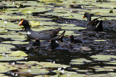 Gallinula tenebrosa