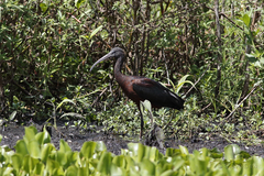 Plegadis falcinellus