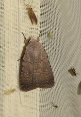 Caradrina flavirena