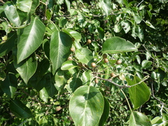 Pyrus betulifolia