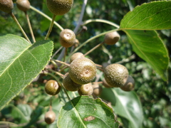 Pyrus betulifolia