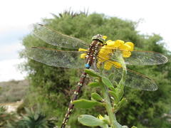Zosteraeschna minuscula