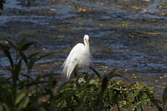 Ardea intermedia