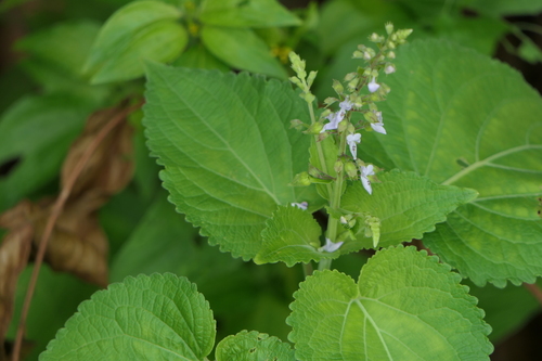 Soft-Stem Mintleaf (Equilabium molle)