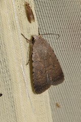 Caradrina flavirena
