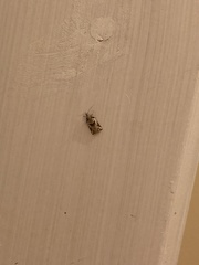 Harmologa amplexana
