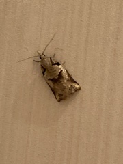 Harmologa amplexana