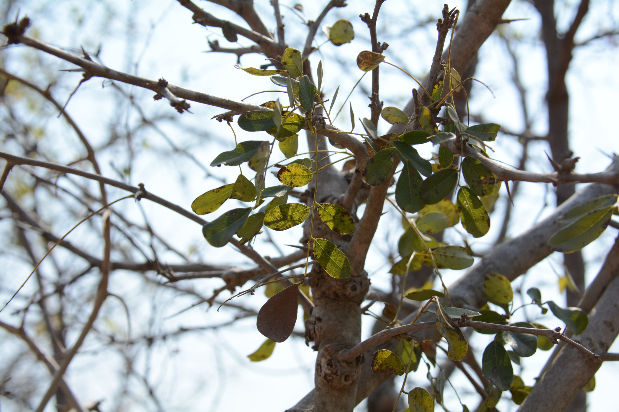 Dalbergia Melanoxylon Guill Perr   Original 