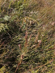 Hedysarum theinum