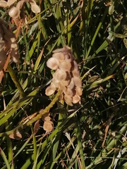 Hedysarum theinum