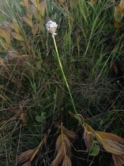 Allium ledebourianum