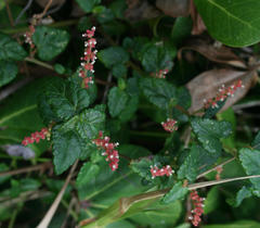 Acalypha capensis