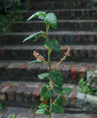 Acalypha capensis