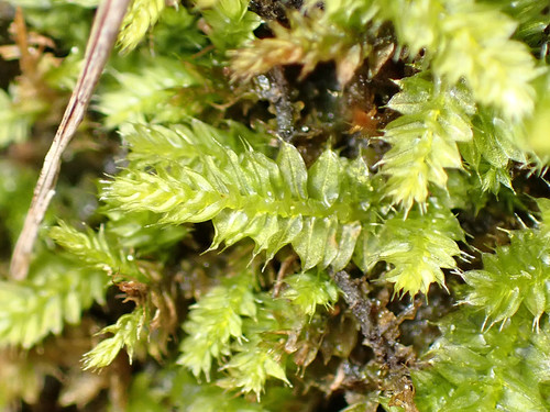 Racopilum cuspidigerum