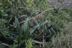 Gasteria acinacifolia