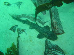 Haploblepharus pictus