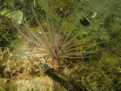 Pachycerianthus solitarius