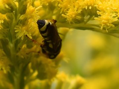 Cerceris arenaria