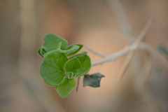 Plectroniella armata