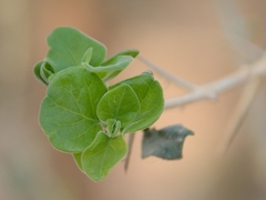 Plectroniella armata