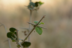 Plectroniella armata