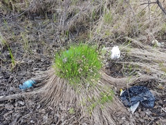 Carex appendiculata
