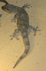 Homopholis walbergii