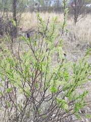 Salix
