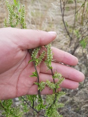 Salix