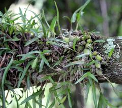 Polystachya ottoniana