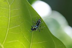 Cosmophasis thalassina