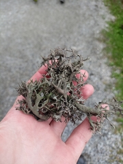 Pseudevernia furfuracea