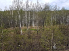 Betula