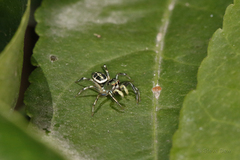 Cosmophasis thalassina