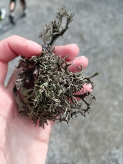 Pseudevernia furfuracea