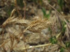 Bromus alopecuros
