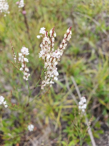 Coastal jointweed (Polygonella articulata)