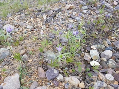 Pulsatilla dahurica